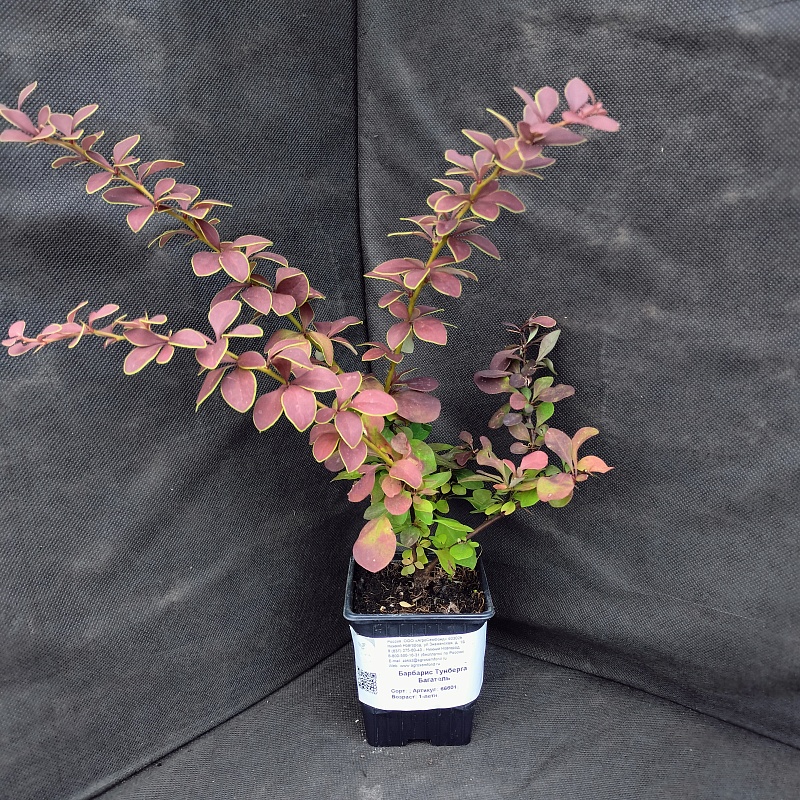 Барбарис Тунберга Багатель1 шт Р9